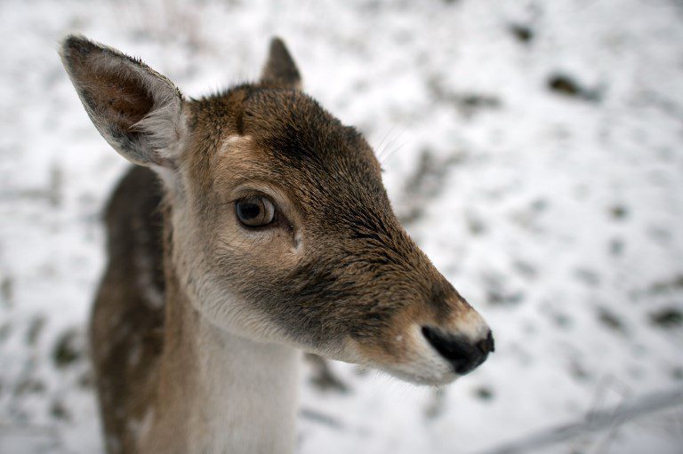 Deer gets lost, wanders into Italian bakery