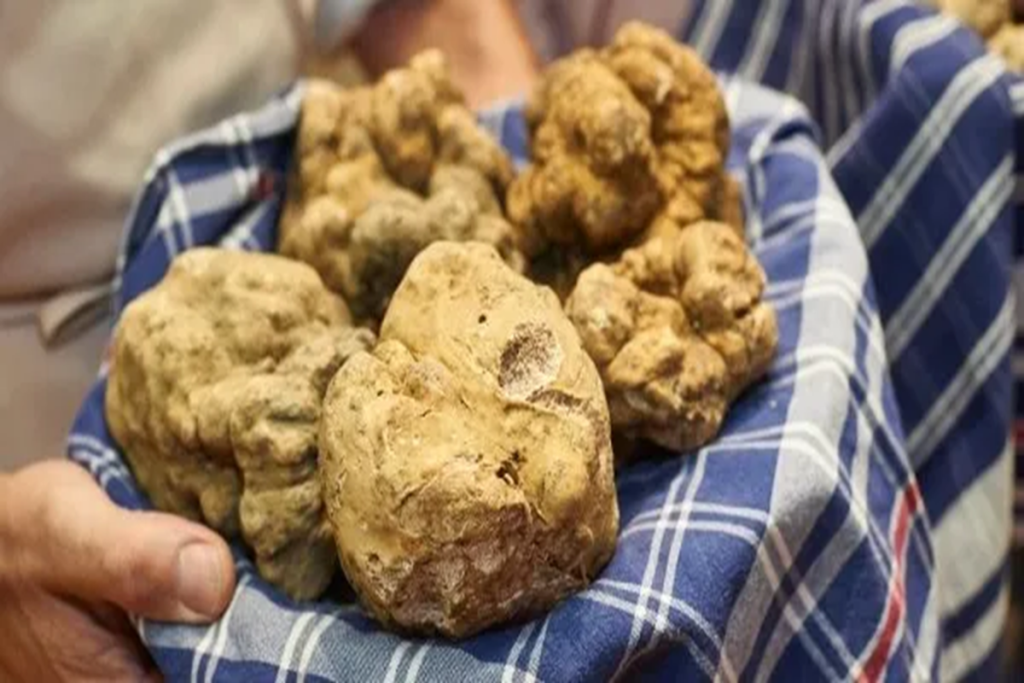 International Alba White Truffle Fair 2024: A Gourmet Journey