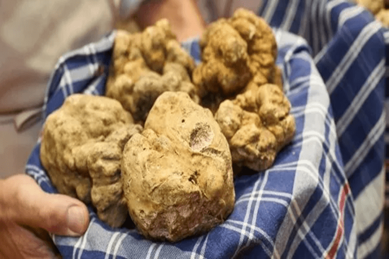 International Alba White Truffle Fair 2024: A Gourmet Journey