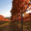 Discover Montefalco - Emotional Winery and Olive Oil Mill Tour with Lunch-2 Discover Montefalco - Emotional Winery and Olive Oil Mill Tour with Lunch