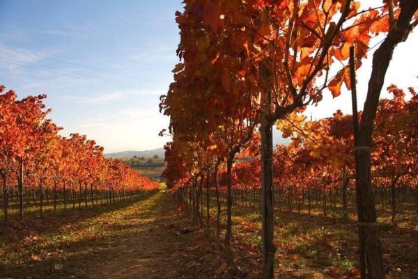 Discover Montefalco - Emotional Winery and Olive Oil Mill Tour with Lunch