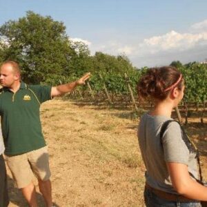 Discover Montefalco - Emotional Winery and Olive Oil Mill Tour with Lunch