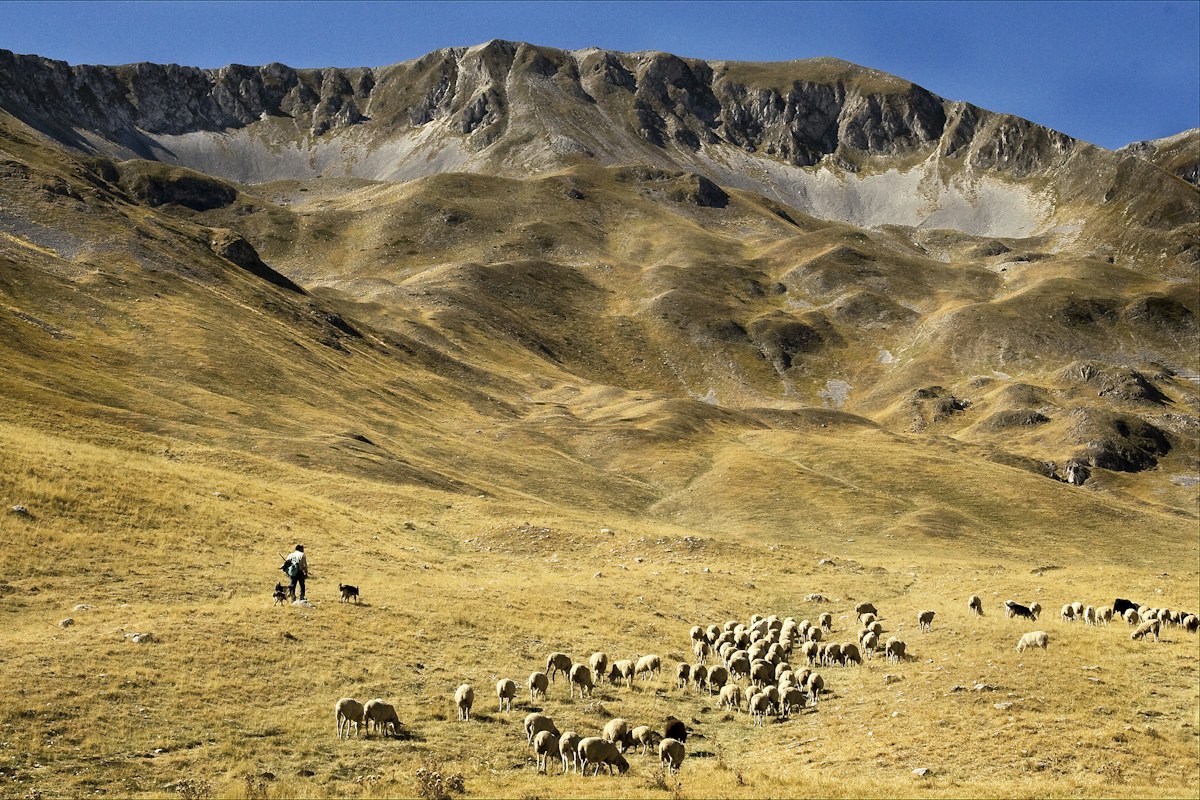 Abruzzo food starts here: a shepherd and his flock on the Gran Sasso pastures near Pietracamela