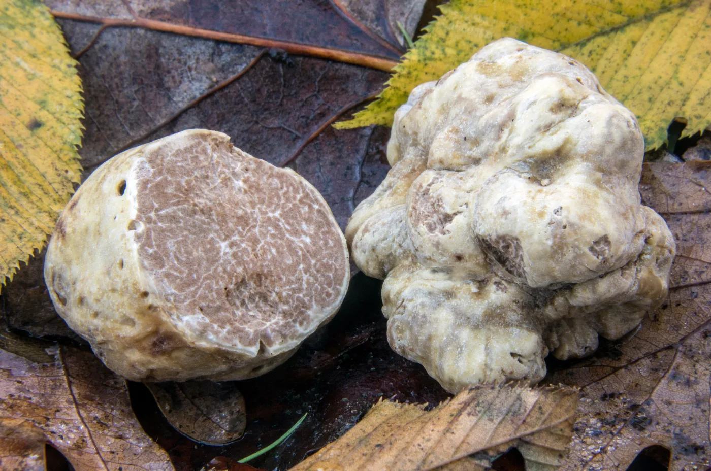 Two pale white truffles, one cut in half, on dry autumn leaves
