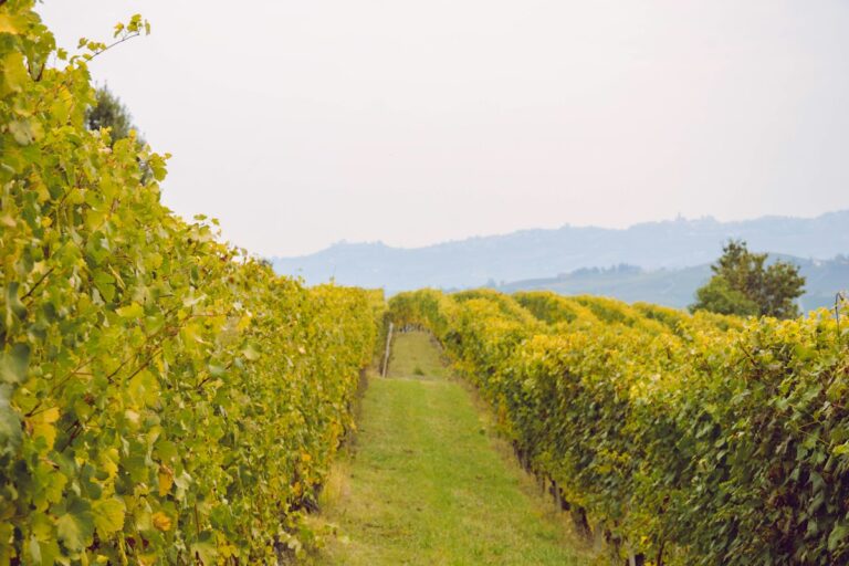 Vineyard rows on rolling hills in autumn color, the landscape of Barolo wine tours
