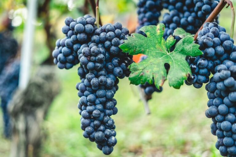 Italian wine regions: ripe grapes on the vine before harvest