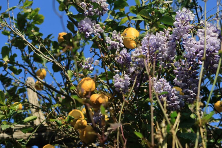 Italy in April: wisteria and lemons in bloom in Sorrento