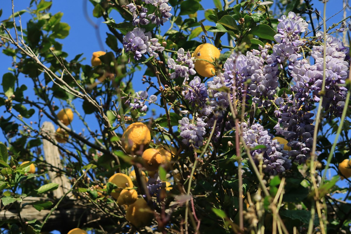 Italy in April: wisteria and lemons in bloom in Sorrento