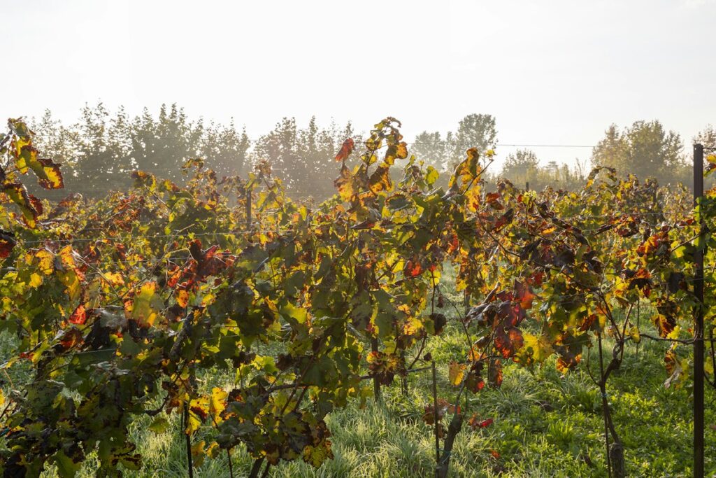 Italy in fall: vineyard rows with autumn leaves