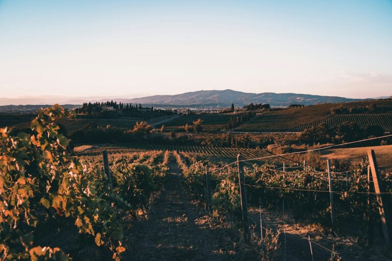 Italy in fall: a Tuscan vineyard with hills in the background