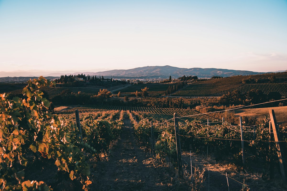 Italy in fall: a Tuscan vineyard with hills in the background