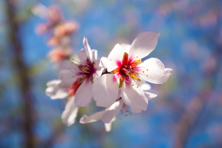 Italy in March: almond trees in blossom in early spring