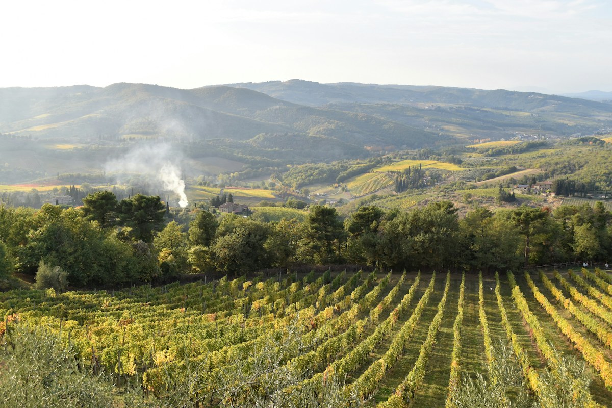 Vineyards near Greve in Chianti, where the harvest shapes a trip to Italy in October