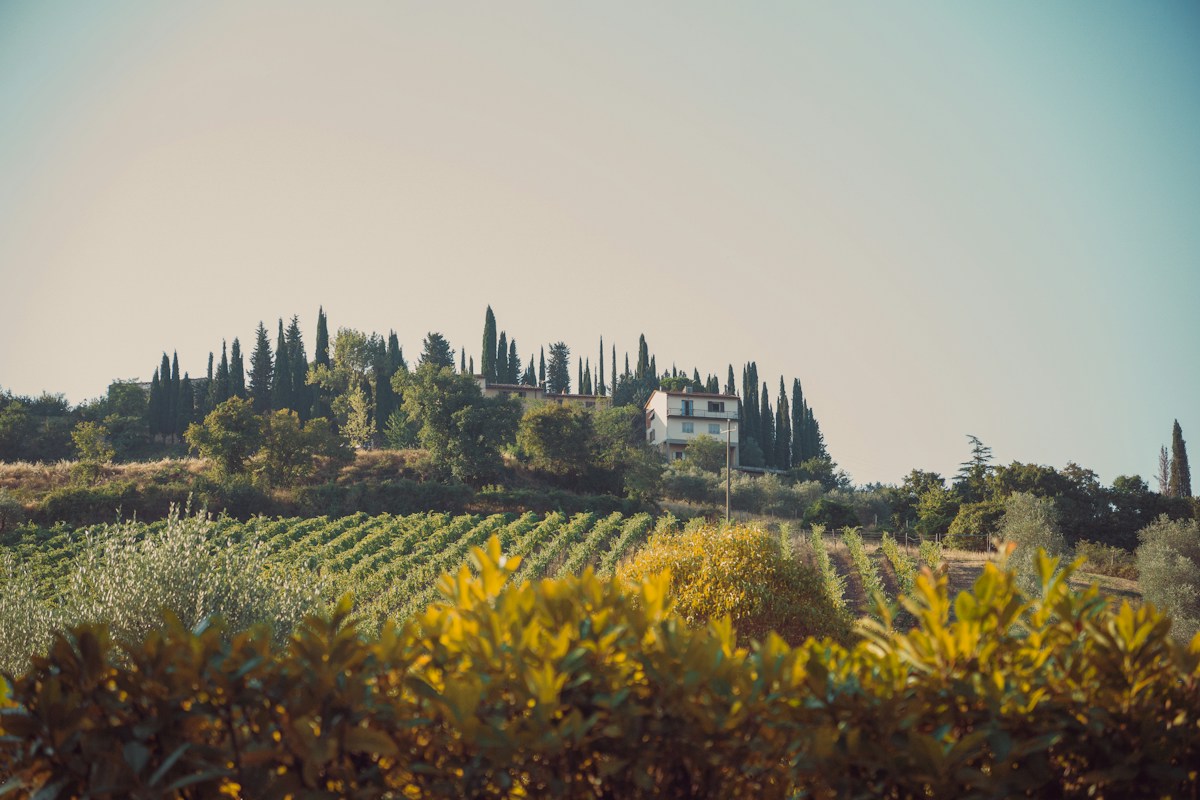 Vineyard rows below a farmhouse near Radda in Chianti, harvest country for Italy in September