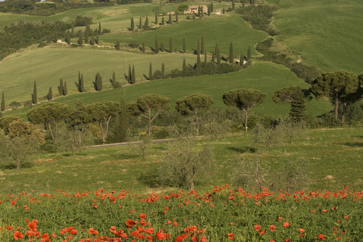 A field of red poppies in Tuscany, a classic sight of Italy in spring