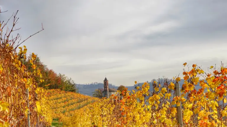 Vineyards turning yellow and orange on a hillside in the Langhe in fall
