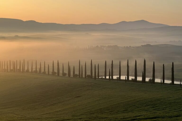 Cypress-lined road above misty hills at sunrise, the kind of landscape seen on Montalcino wine tours