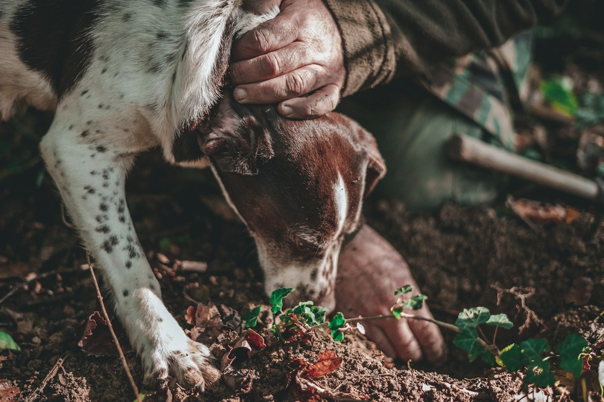 A truffle hunt with a dog in Tuscany