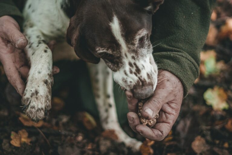 Truffle hunting in Italy: a truffle dog and its handler digging near Alba, Piedmont