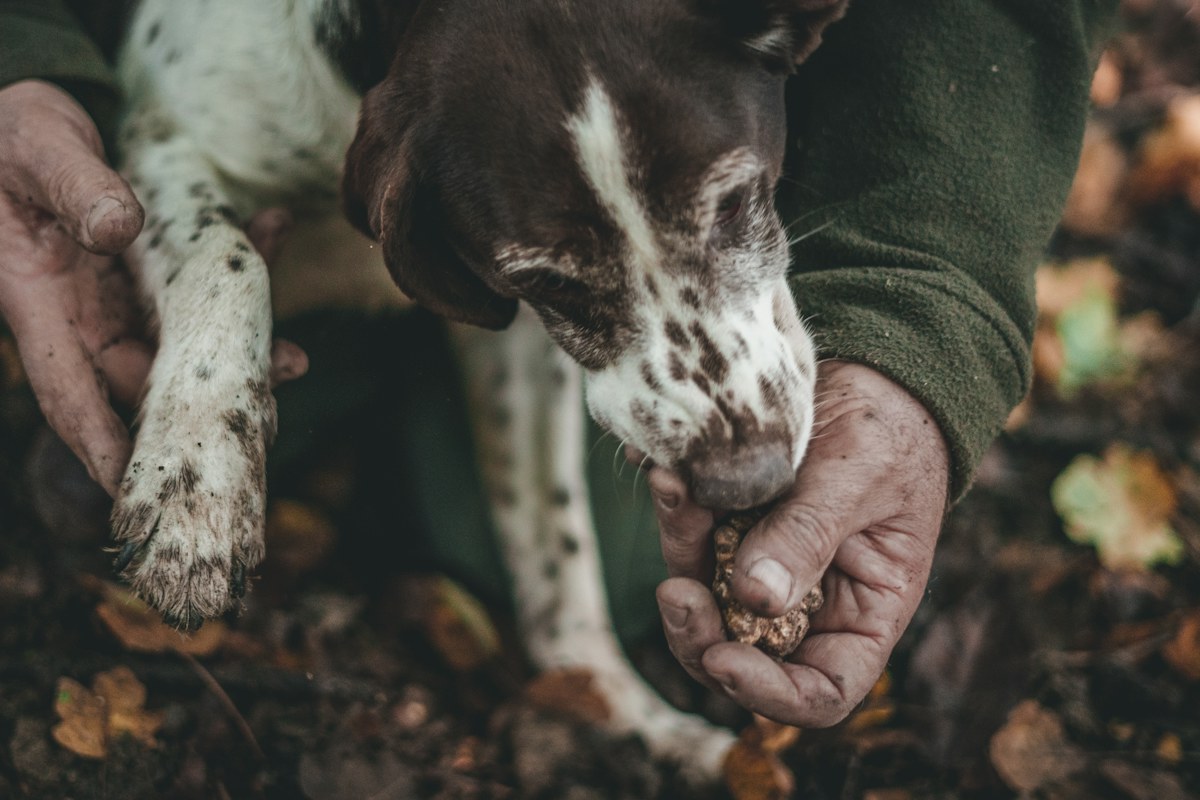 Truffle hunting in Italy: a truffle dog and its handler digging near Alba, Piedmont