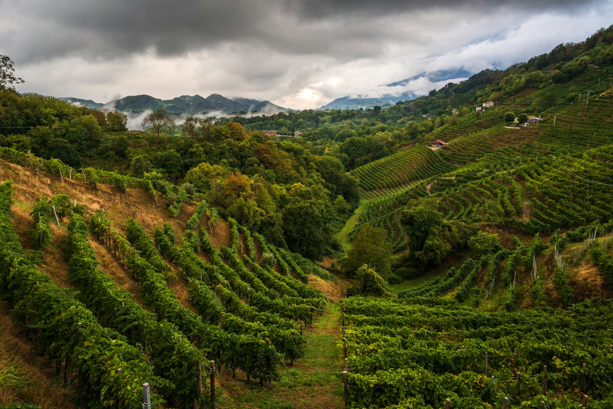 Vineyard hills in Veneto
