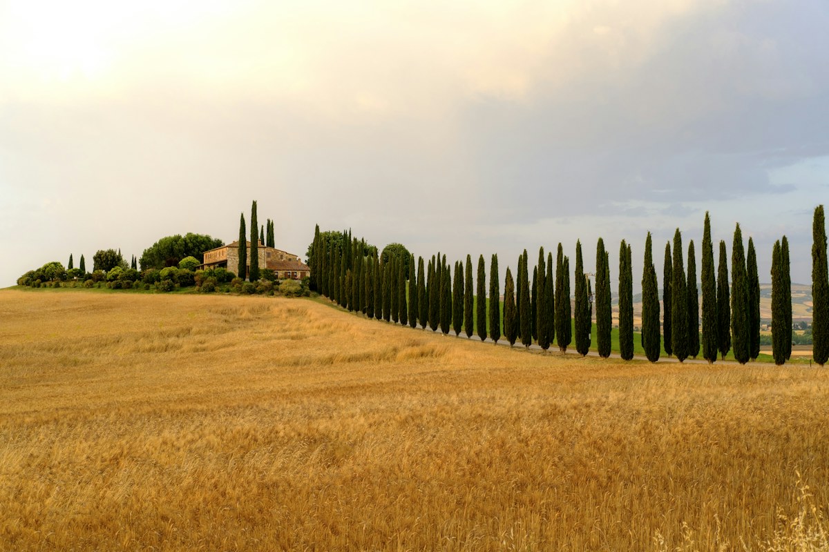 Stone farmhouse and rows of cypress trees in the Tuscan countryside