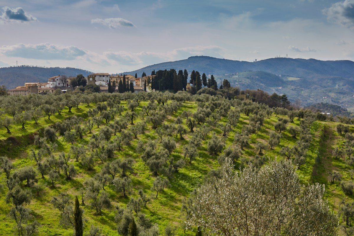 Stone agriturismo farmhouse among olive trees in the Italian countryside
