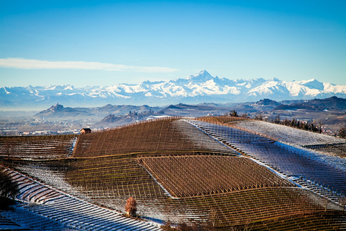 Nebbiolo vineyards near Barbaresco in the Langhe with Monviso in the distance